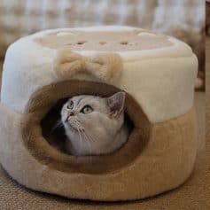 Cat sleeping in plush pet bed, cozy lounge for cats and small pets, Monalisa Store pet accessories, comfortable and stylish pet furniture, perfect for pet comfort and relaxation.