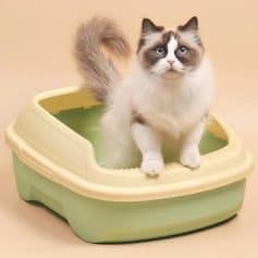 Cat using a litter box, close-up of a fluffy cat with blue eyes standing in a beige and green litter box, domestic cat care, clean and comfortable cat toilet, Monalisa Store pet supplies.