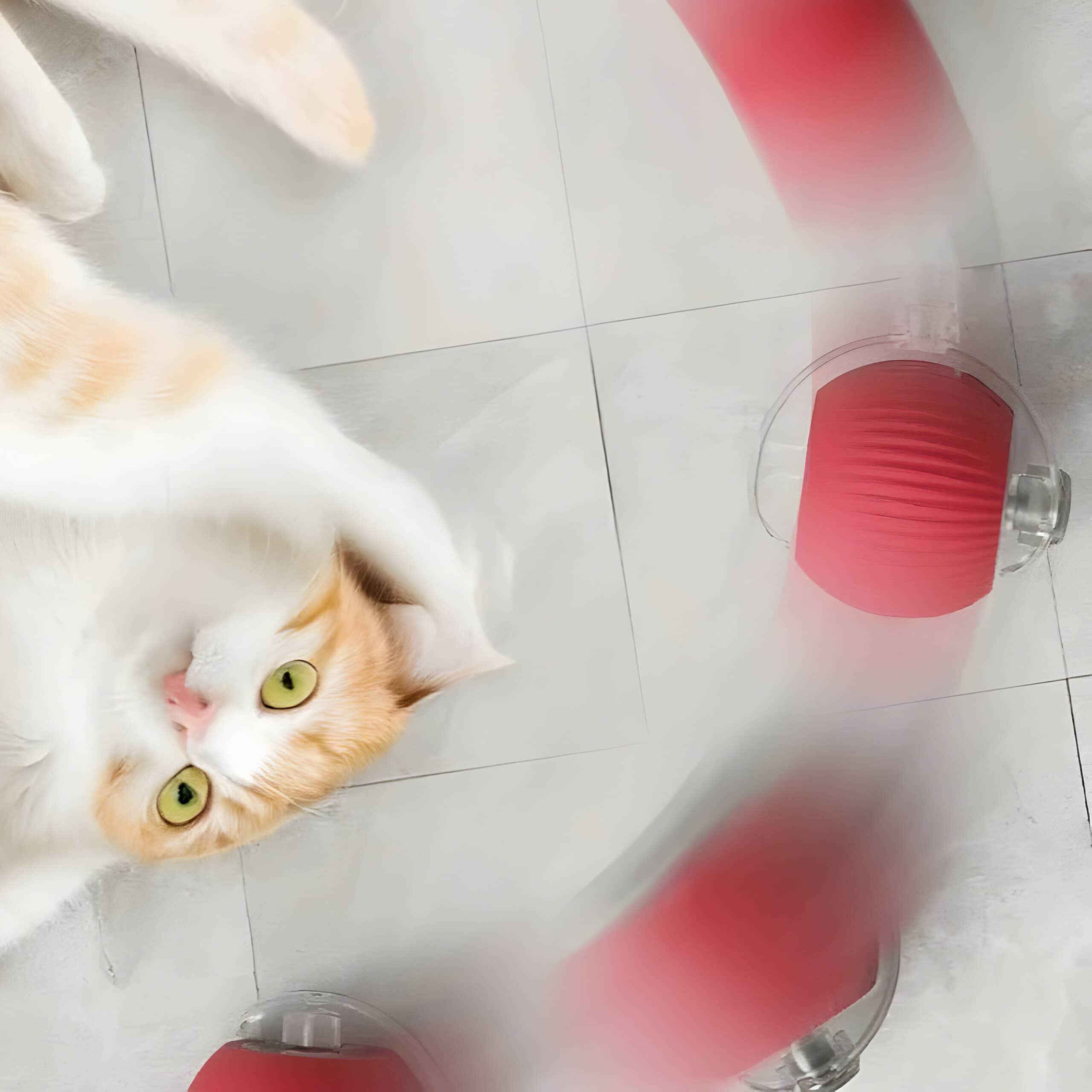 Fluffy white and orange cat playing with a red laser pointer on a tiled floor.