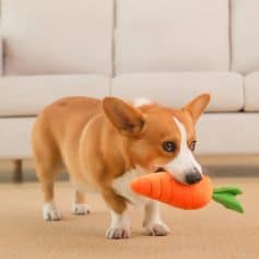 Dog with carrot chew toy, playful pet, indoor home setting, adorable corgi, cute dog toys, pet care accessories, lovable canine, Monalisa store opt, dog training and accessories, pet lifestyle images.