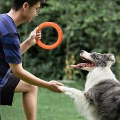 Playing with a Border Collie dog using a bright orange dog toy outdoors at Monalisa Store, highlighting pet training and dog play activities.