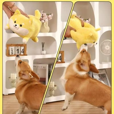 Cute corgi playing with a plush yellow toy in stylish home décor setting.