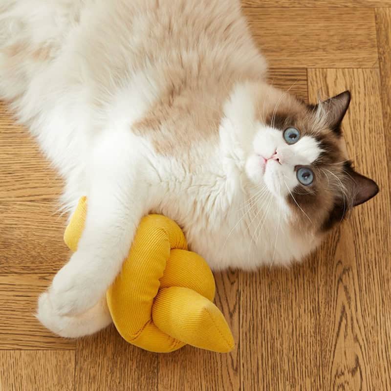 Soft fluffy Ragdoll cat lying on a wooden floor with a yellow plush toy, showcasing pet comfort and relaxation.