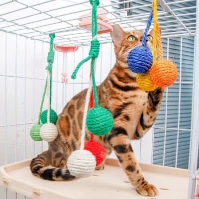 Colorful cat toy hanging from a cage with a Bengal cat playing and biting the toy, ideal for pet enrichment, stimulation, and entertainment at Monalisa Store.