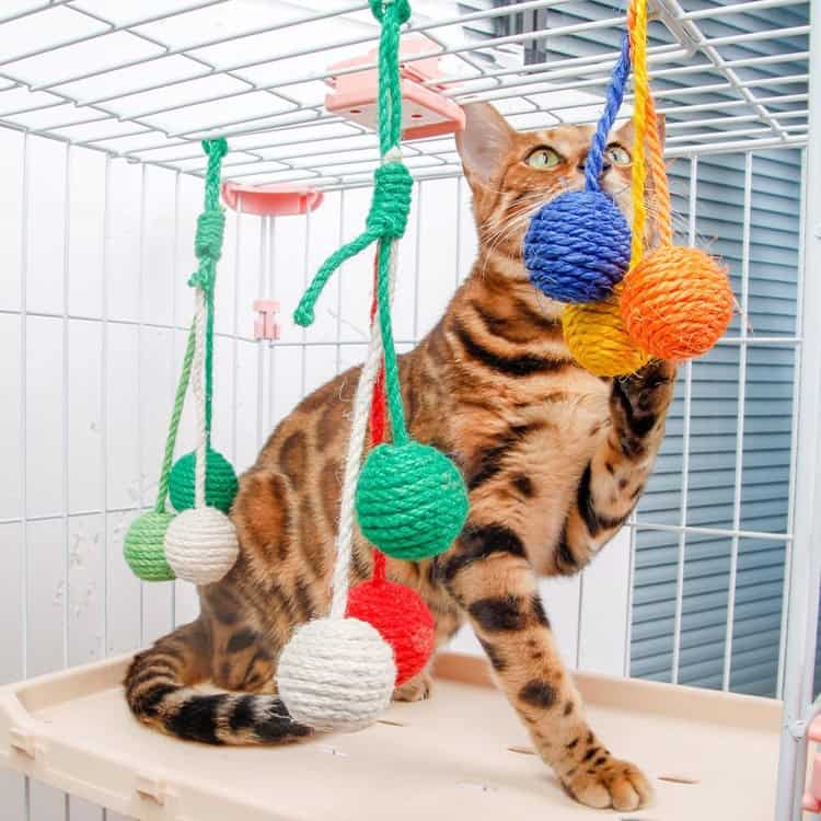 Colorful cat toy hanging from a cage with a Bengal cat playing and biting the toy, ideal for pet enrichment, stimulation, and entertainment at Monalisa Store.
