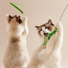 Fluffy cats playing with green toy, playful indoor cats, adorable pet cats, cute feline friends, Monalisa Medical cat toys, fun pet accessories, entertainment for cats, feline playtime, healthy pet activity, high-quality cat products.
