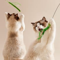 Artificial setaria herb cat toys for feline entertainment and exercise, featuring realistic green grass design, Perfect for stimulating cats' natural hunting instincts and play behavior.