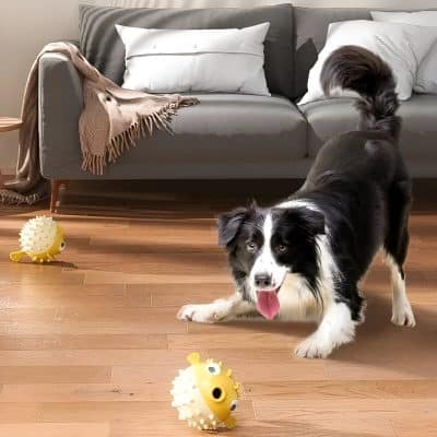 Bright black and white Border Collie with playful expression and tongue out playing with yellow hedgehog toys on wooden floor in modern living room.