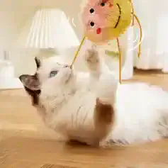 Playful kitten with plush toy ball, cozy home pet scene, white fluffy cat playing with toy, indoor cat entertainment, pet toys and accessories for cats, Monalisa Medical store.