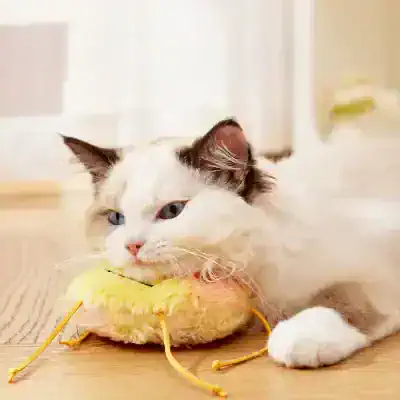 Fluffy white and brown cat playing with a yellow plush toy, cozy indoor setting, pet-friendly environment, adorable feline with blue eyes, Monalisa Store, optic retail, eyewear shopping, stylish glasses and frames, eye care, optometry products, Monalisa Medical.