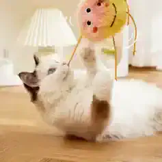 Fluffy Ragdoll kitten playing with a colorful ball toy on a wooden floor, cozy home setting, showcasing pet entertainment and feline playfulness for pet lovers and cat owners.