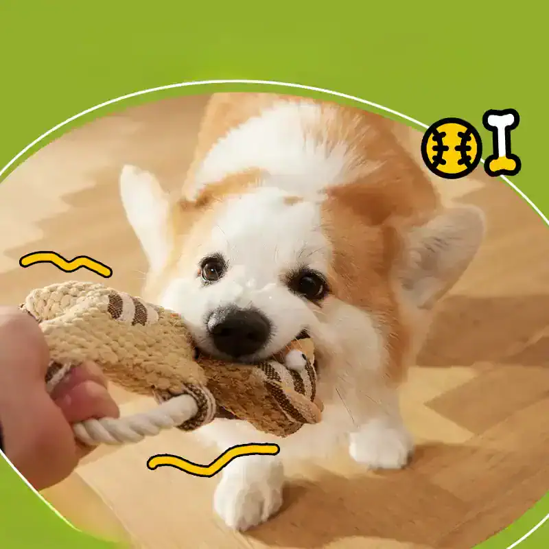 Playful corgi puppy with a toy tug-of-war game, indoor pet action shot, adorable dog playing fetch, pet toys and dog fun, pet store quality image, Monalisa Store.