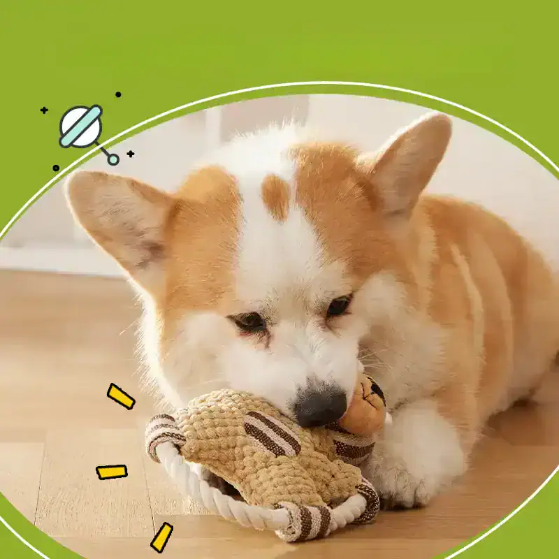 Playful corgi puppy with toy, pet dog, adorable animal, indoor pet care, healthy dog lifestyle.
