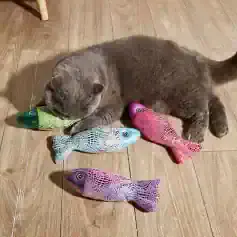 Rainbow-colored fish plush toys with realistic details lying on wooden floor next to a gray cat, showcasing playful pet accessories from Monalisa Store.
