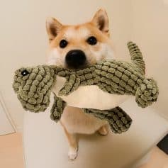 Cute Shiba Inu holding a plush dinosaur toy, showcasing pet toys and accessories from Monalisa Store, ideal for pet lovers seeking durable and fun pet products.