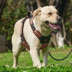 Dog wearing a harness outdoor, pet harness for dogs, comfortable and adjustable dog harness, Monalisa Store pet accessories, high-quality pet gear for pets and dog lovers.