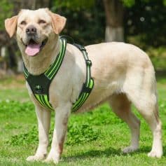 Yellow lab dog wearing a reflective harness outdoors in park.