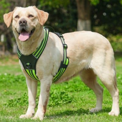 Yellow lab dog wearing a reflective harness outdoors in park.
