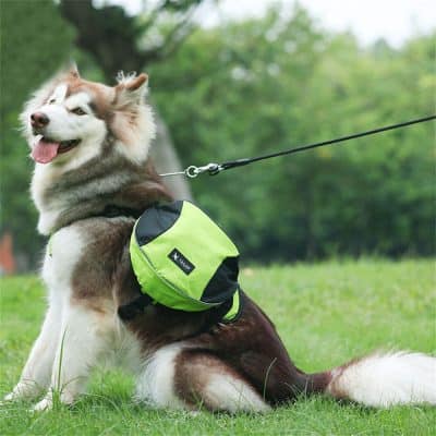 Dog with harness sitting on grass outdoors, focusing on pet accessories and outdoor pet gear.