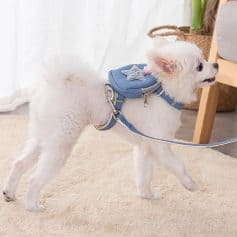 Adorable white puppy wearing a blue harness and backpack, ready for a walk. Perfect pet accessories for small dogs, offering safety and style. Cute dog with soft fur in a cozy indoor setting.