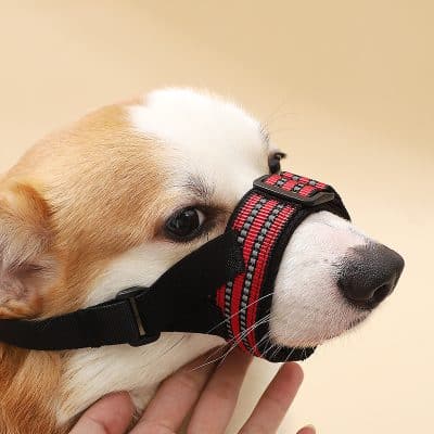 Dog wearing a black and red halter for training or grooming purposes.