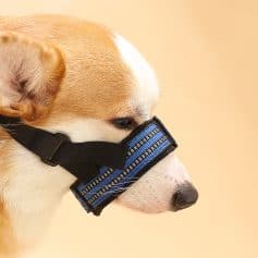 Dog wearing a stylish blue and black harness with a mask on its snout for eye health, eye protection, or medical purposes - Monalisa Store.