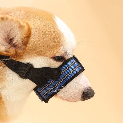 Dog wearing a stylish blue and black harness with a mask on its snout for eye health, eye protection, or medical purposes - Monalisa Store.