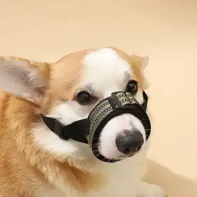 Dog wearing nasal mask for breathing therapy, veterinary equipment for pet respiration health, pet medical gear for dogs, canine breathing aid device, dog health and wellness tool for respiratory support.