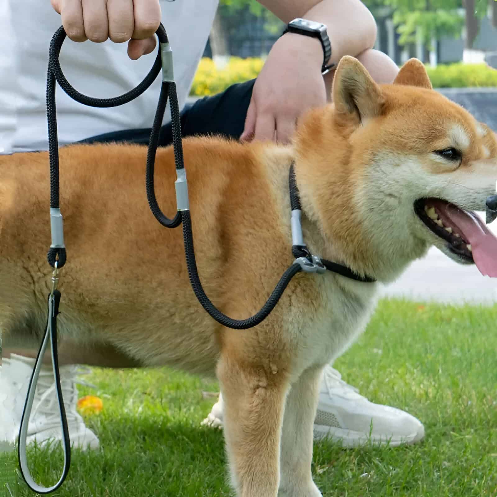Dog therapy harness on Shiba Inu at Monalisa Store, pet care products for comfortable and safe animal treatment.