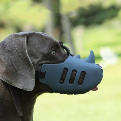 Dog wearing a medical mask, outdoor setting, health and safety, pet protection, clean air for dogs.