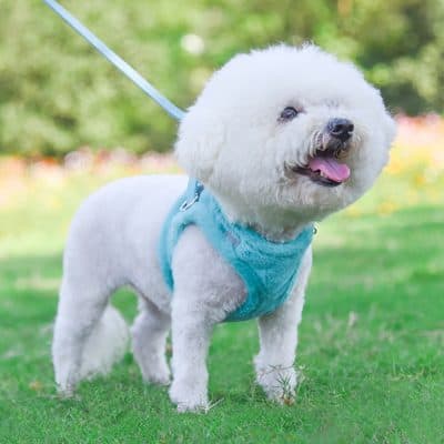 Friendly white Bichon Frise dog wearing a blue harness on a walk in a park.