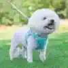 Fluffy white Bichon Frise dog wearing blue harness and leash outdoors in park.