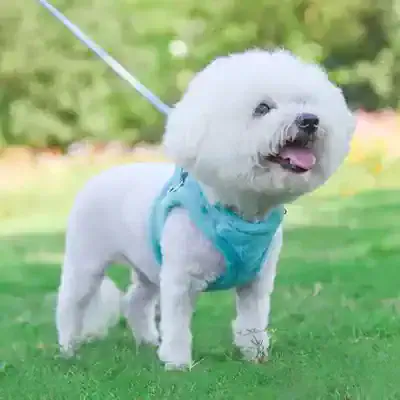 Fluffy white Bichon Frise dog wearing blue harness and leash outdoors in park.