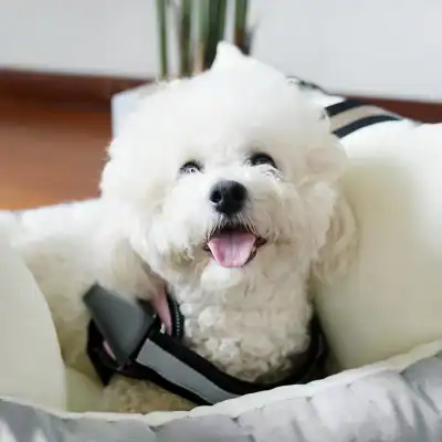Dog in a bed wearing a harness, happy cute family pet, fluffy white puppy with playful expression, adorable small dog with soft fur and bright eyes, pet-friendly accessories for dog comfort and safety.