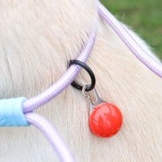 Red reflective pet tag attached to purple harness on light-colored animal fur.