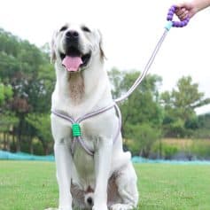 Cute yellow Labrador dog wearing a purple no-pull dog harness outdoor park, friendly pet safety harness for large dogs, easy-to-clip dog walking aid for everyday use.