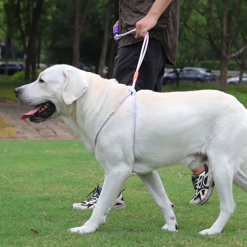 Comfortable large dog harness for training and walking, soft adjustable strap, secure fit for Labrador Retriever, outdoor park scene, eco-friendly pet accessory, active lifestyle, pet safety accessory.