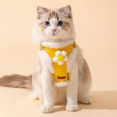 Fluffy cat wearing a yellow harness with a white and yellow flower, posing indoors.