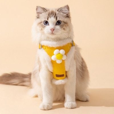 Fluffy cat wearing a yellow harness with a white and yellow flower, posing indoors.