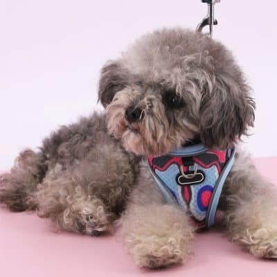 Fluffy gray poodle dog with colorful harness lying on pink surface, cute pet accessory, furry canine, pet grooming, comfortable collar, loyal companion, adorable furry dog, pet care, dog fashion, hygienic grooming accessories.