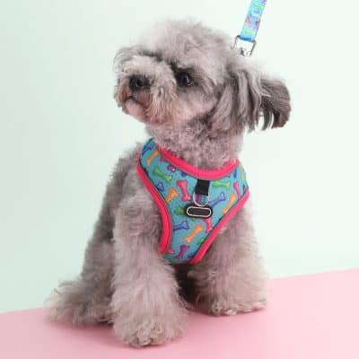 Cute gray poodle puppy wearing colorful bone-patterned dog harness at Monalisa Store, pet accessories for small dogs. Perfect for pet owners looking for stylish and comfortable dog harnesses.
