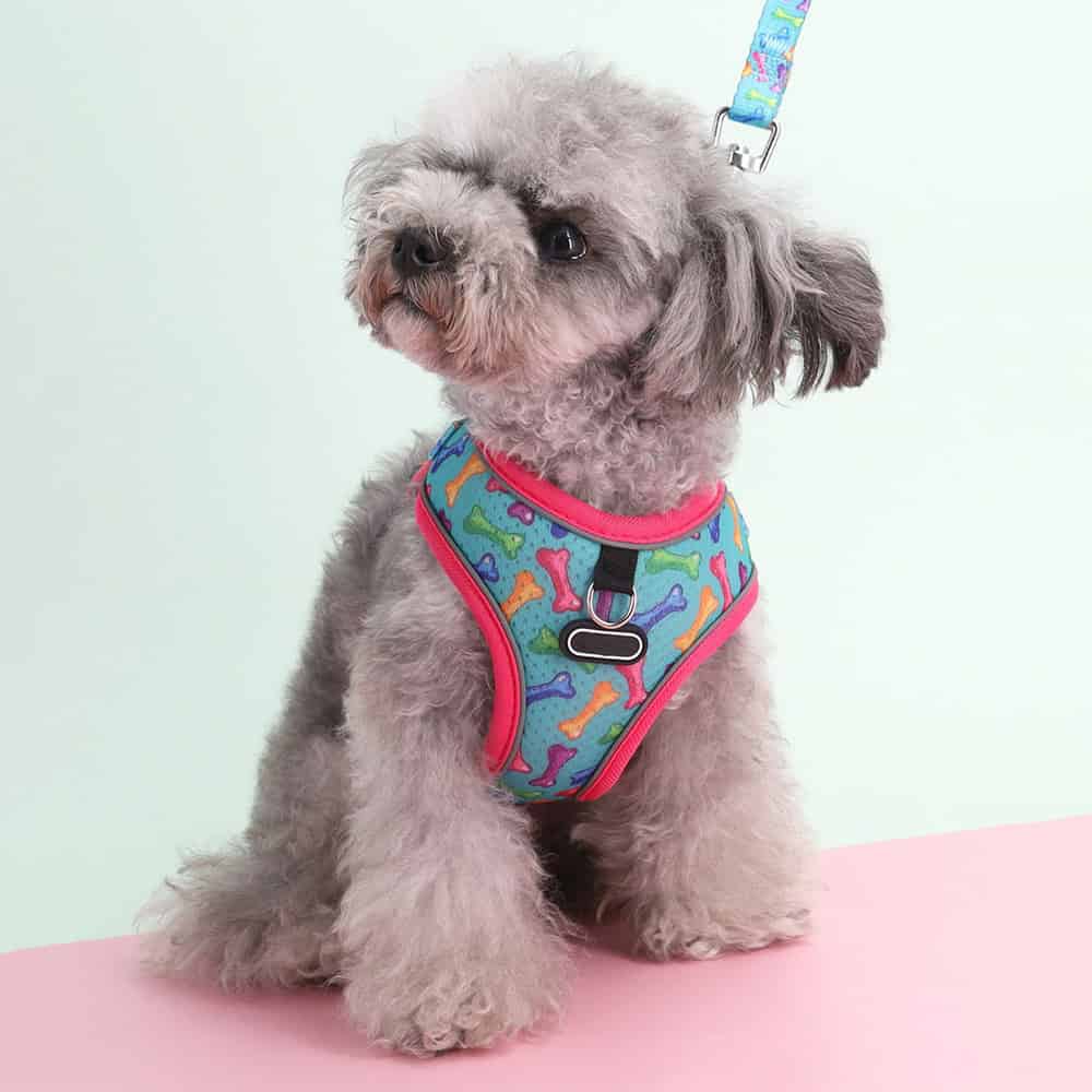 Cute gray poodle puppy wearing colorful bone-patterned dog harness at Monalisa Store, pet accessories for small dogs. Perfect for pet owners looking for stylish and comfortable dog harnesses.