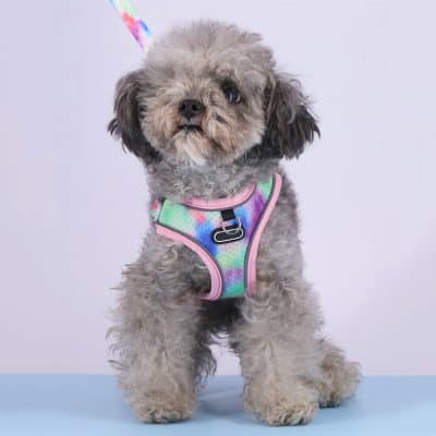 Colorful dog harness on a cute fluffy puppy, perfect for pet accessories and pet clothing. Pet store offering stylish pet gear and accessories for small dogs.