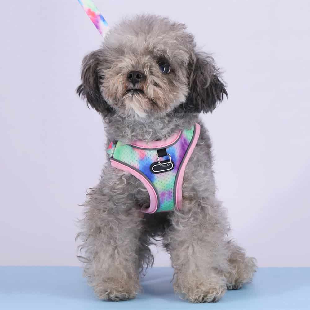 Colorful dog harness on a cute fluffy puppy, perfect for pet accessories and pet clothing. Pet store offering stylish pet gear and accessories for small dogs.