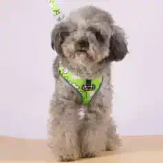 Cute small dog wearing a bright green harness, ready for a walk, at Monalisa Medical Store. Perfect pet accessories for your furry friends, combined with health and wellness products for pet care.