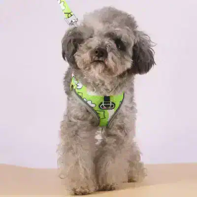 Cute small dog wearing a bright green harness, ready for a walk, at Monalisa Medical Store. Perfect pet accessories for your furry friends, combined with health and wellness products for pet care.