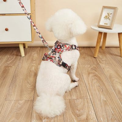 Cute white poodle wearing floral harness at Monalisa Medical Store, showcasing stylish pet accessories in a cozy indoor setting.