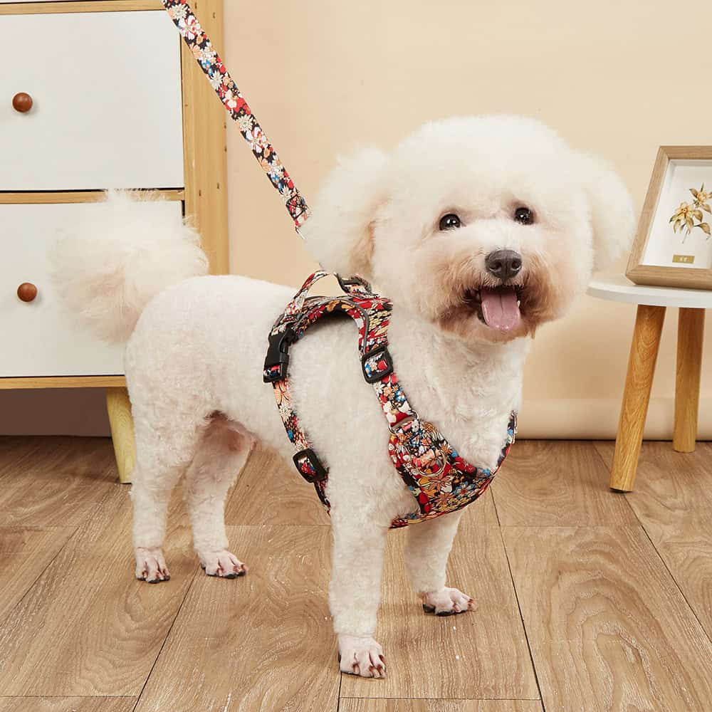 Elegant white poodle wearing a colorful floral harness from Monalisa Medical Store, showcasing stylish pet accessories for healthy, happy dogs.