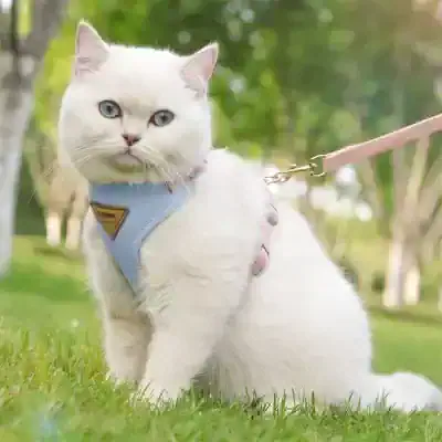 Fluffy white cat wearing a blue harness outdoors on green grass with trees in background.