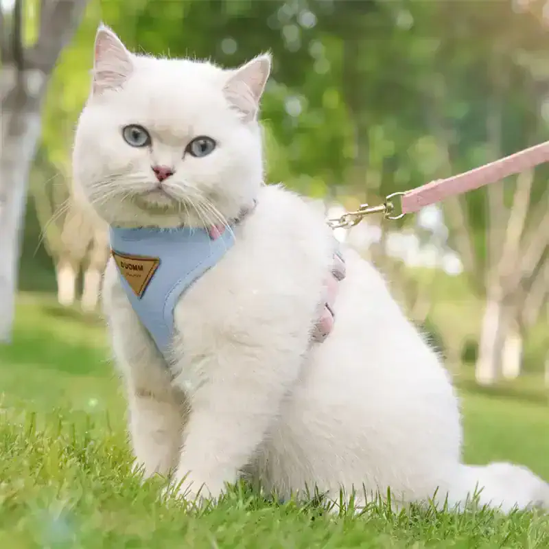 Fluffy white cat wearing a blue harness outdoors on green grass with trees in background.